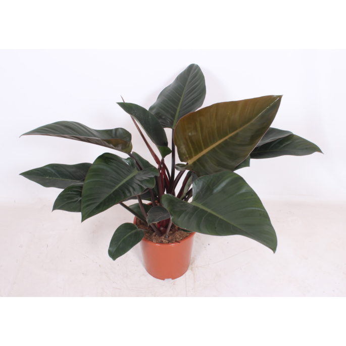 Philodendron Congo Red