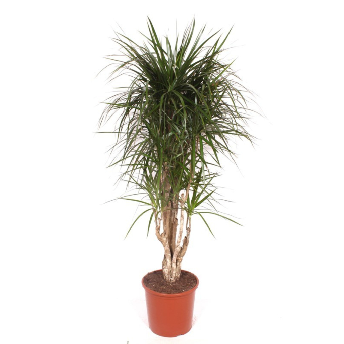 Dracaena marginata