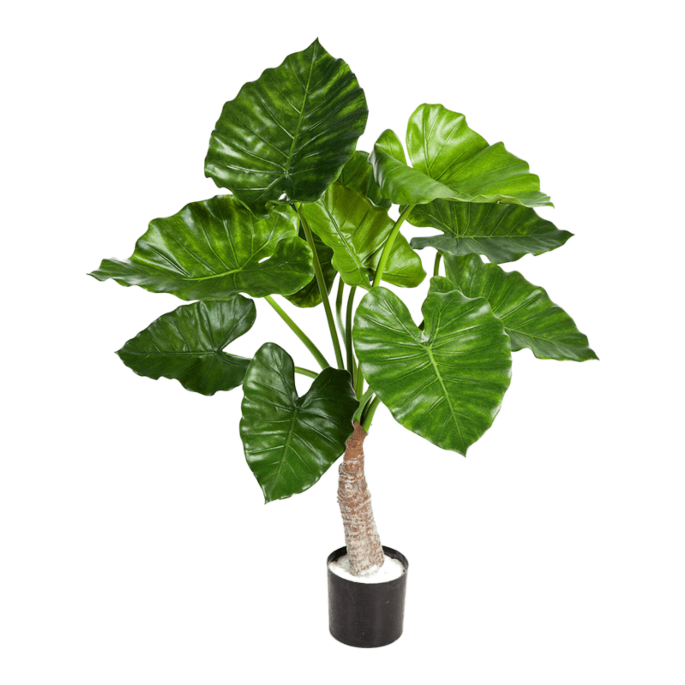 Alocasia Calidora