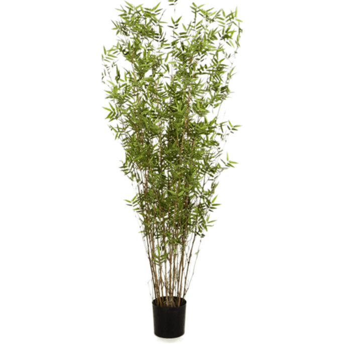 Oosterse Bamboe