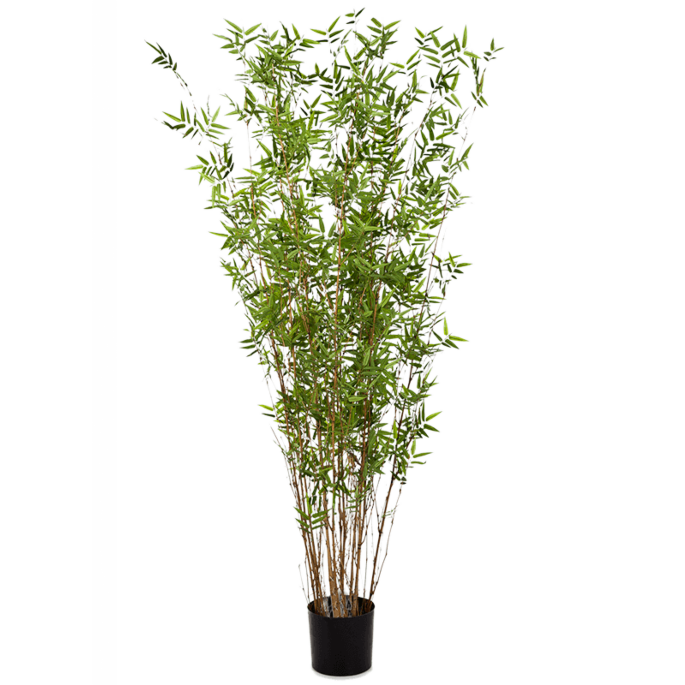 Oosterse Bamboe