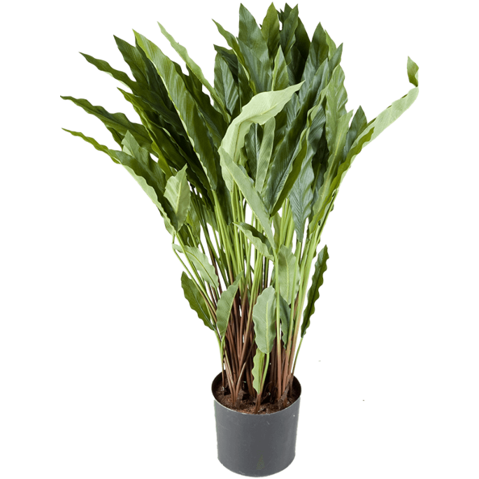 Calathea