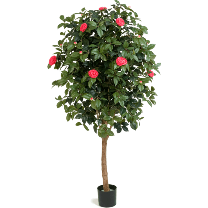 Camelia