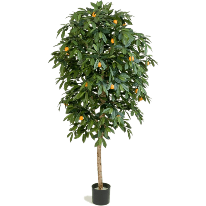 Citrus Mandarijn