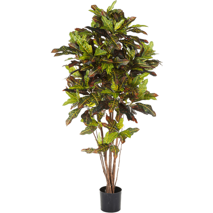 Croton Excellent