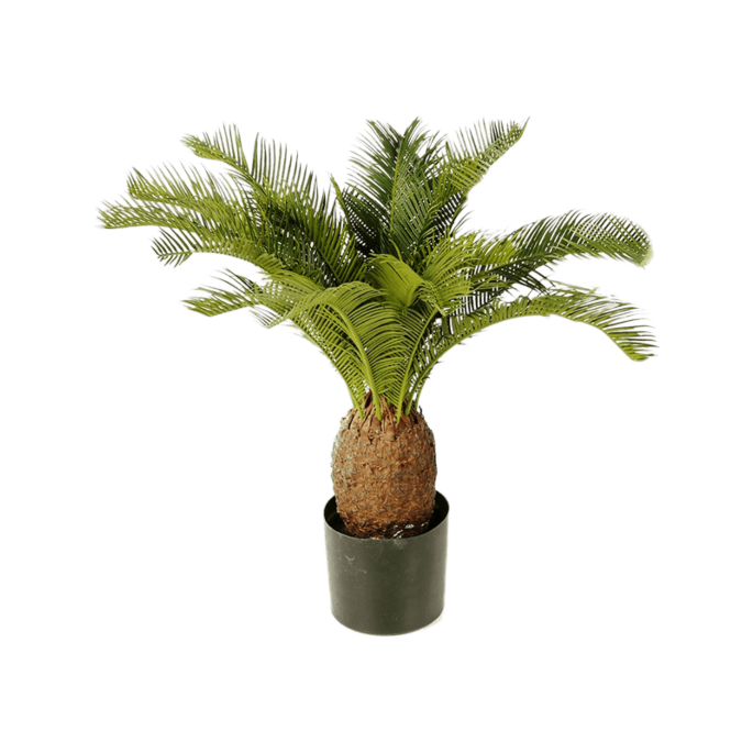 Cycas