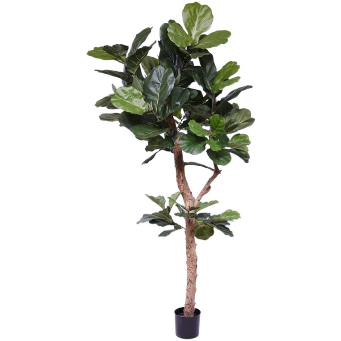Vioolbladplant (Ficus Lyrata)