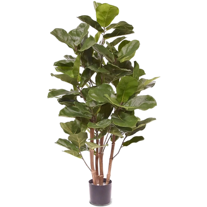 Ficus Lyrata