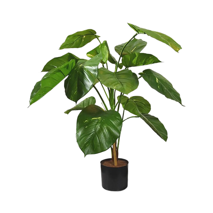 Scindapsus Aureum
