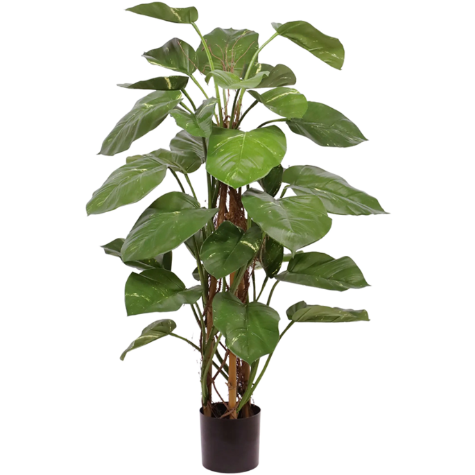 Epipremnum (Pothos)