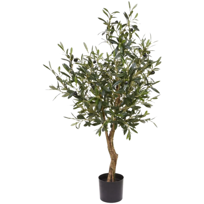 Europese Olijf (Olea Europaea)