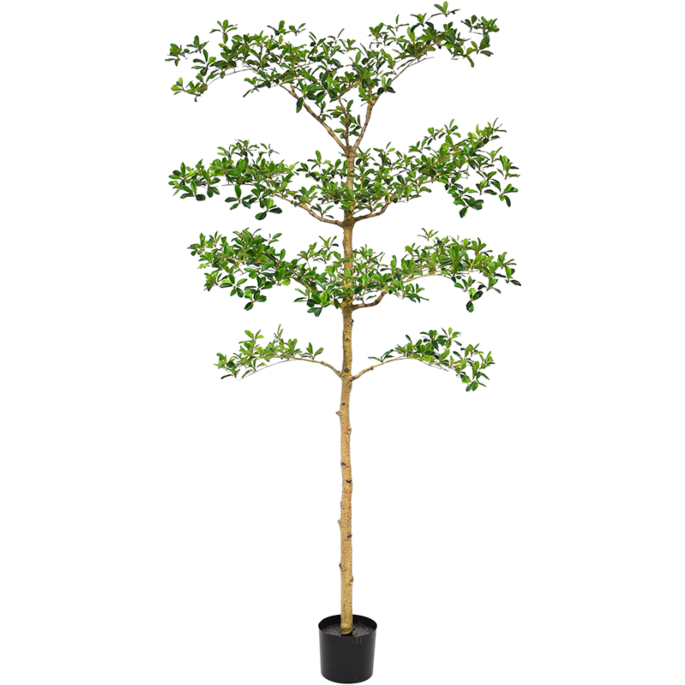 Bucida Buceras