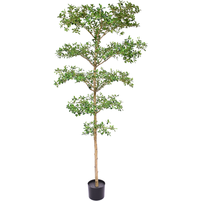 Bucida Buceras