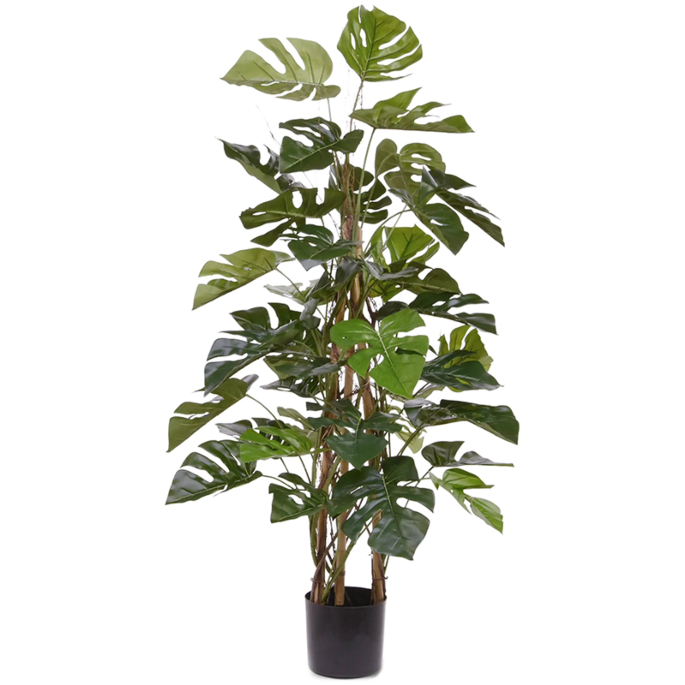 Monstera Deliciosa