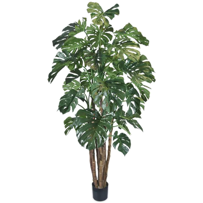 Monstera Deliciosa