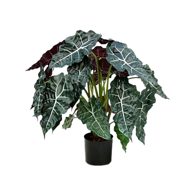 Alocasia Polly