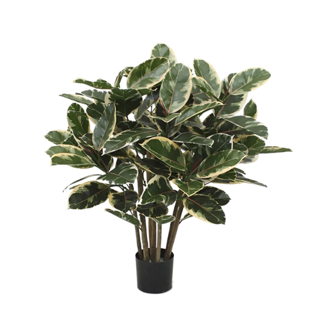 Rubberplant (Ficus Elastica Robusta)