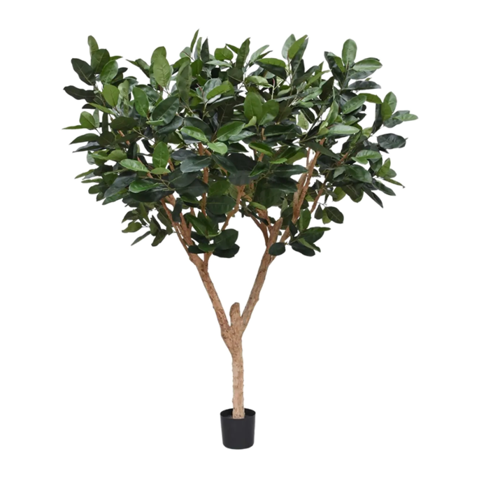 Rubberplant (Ficus Elastica Robusta)
