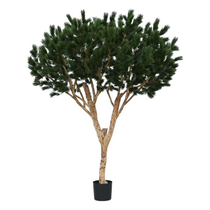 Dennenboom (Pinus)