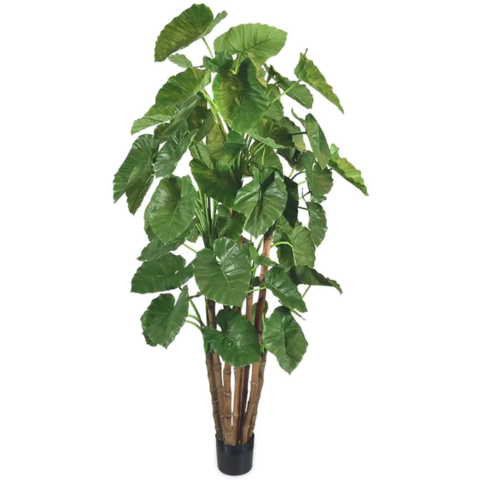 Alocasia Calidora