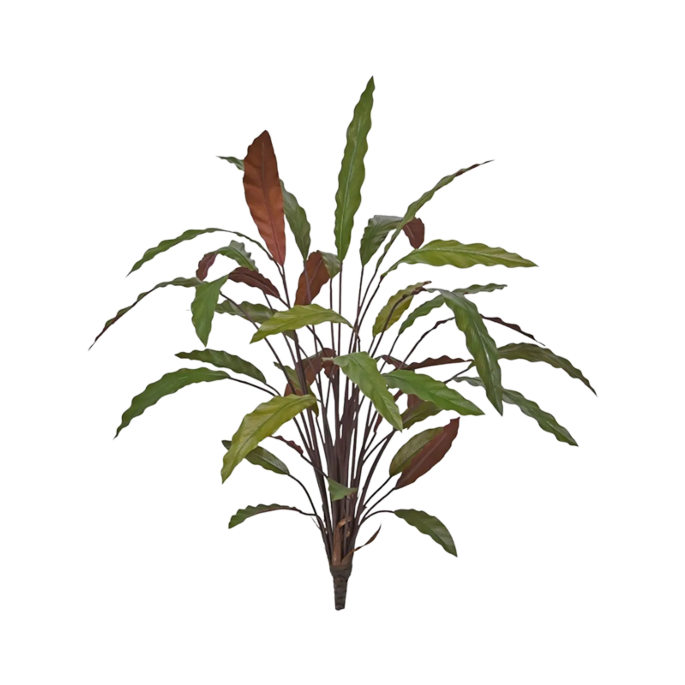 Calathea Rood
