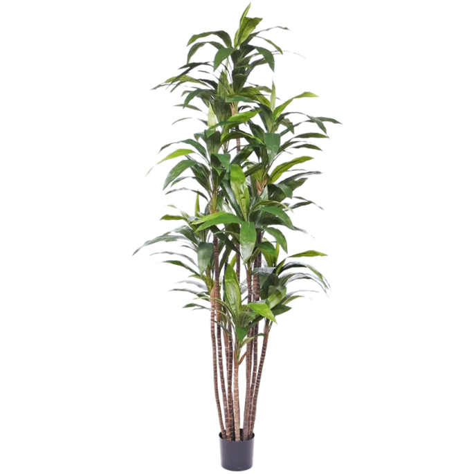 Dracaena Fragrans