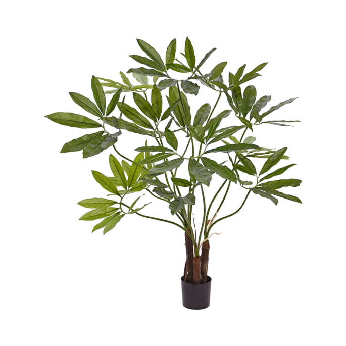Philodendron