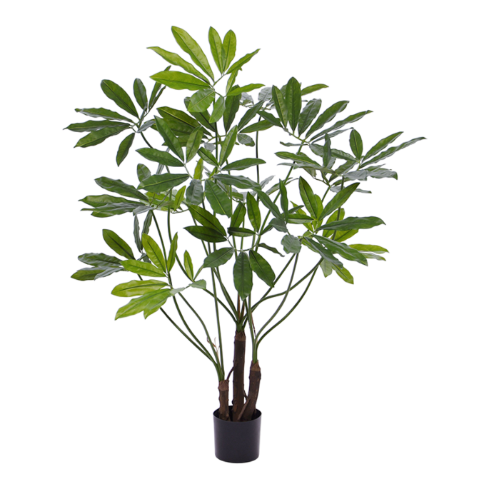 Philodendron