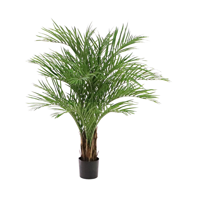 Goudpalm (Dypsis Lutescens)