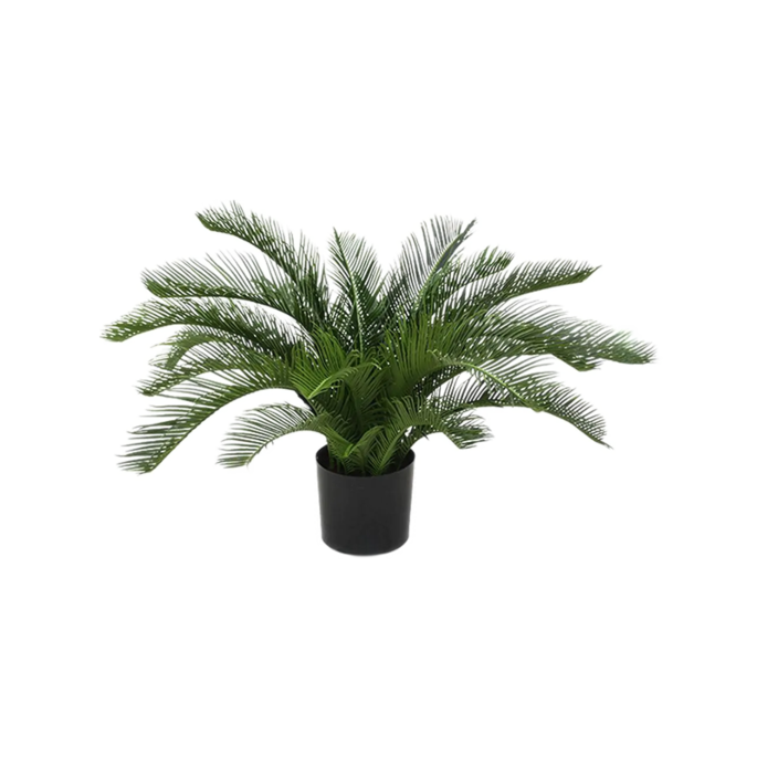Cycas Revoluta