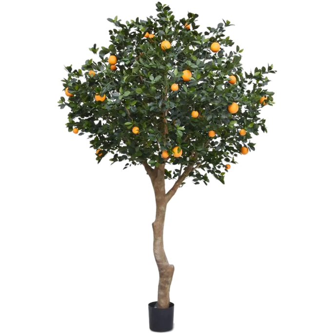 Sinaasappelboom (Citrus Chinensis)
