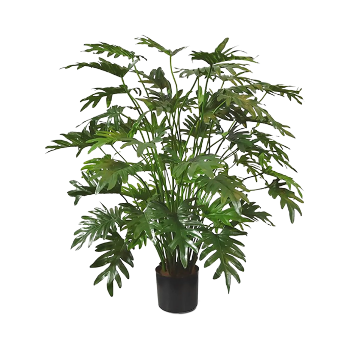 Philodendron Xanadu