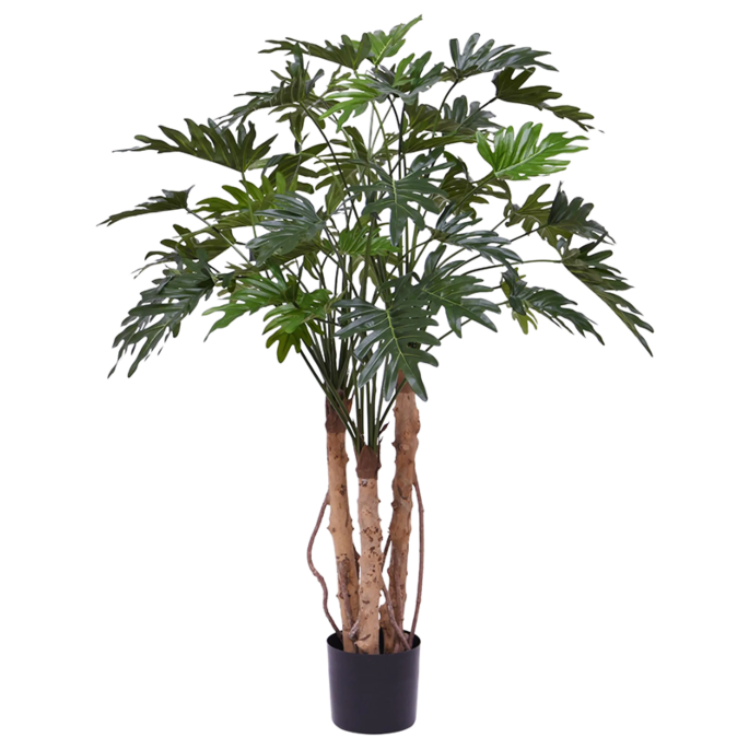 Philodendron Xanadu