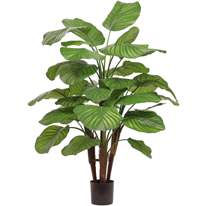 Calathea Fasciata