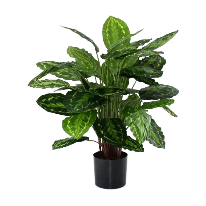 Calathea Rosea Picta