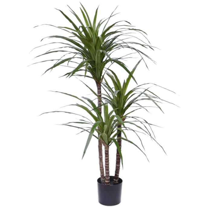 Drakenbloedboom (Dracaena Marginata)