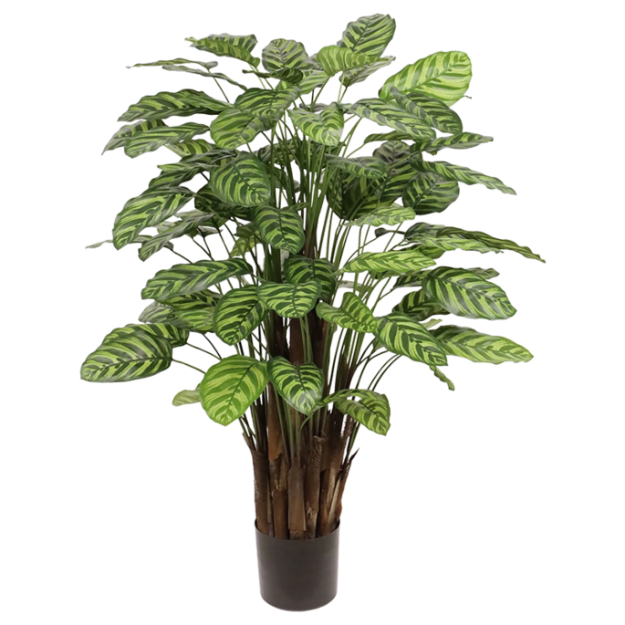 Calathea Makoyana