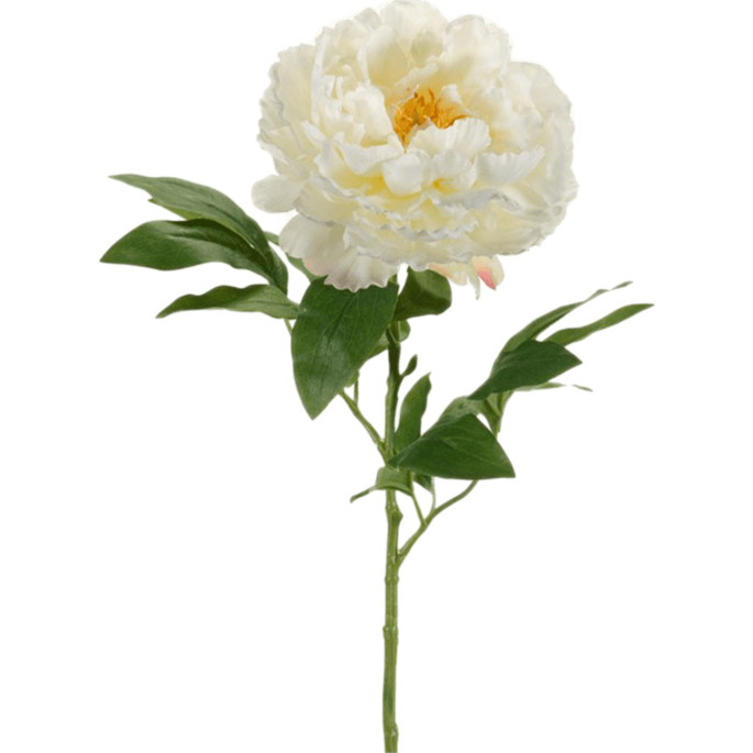 Peony