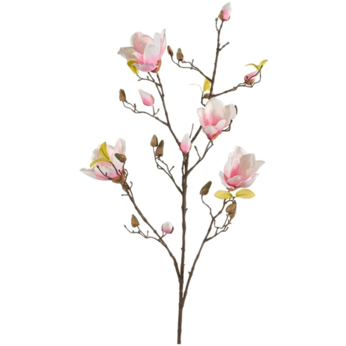 Magnolia