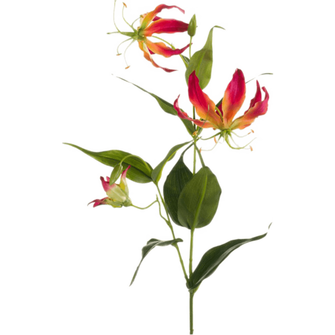 Gloriosa