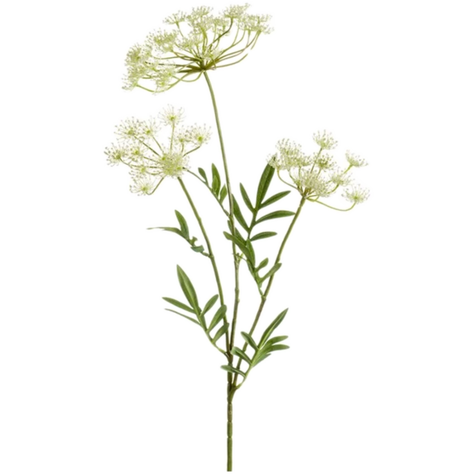 Dill