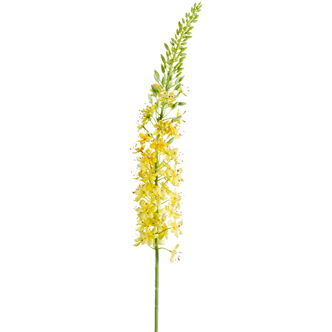 Eremurus