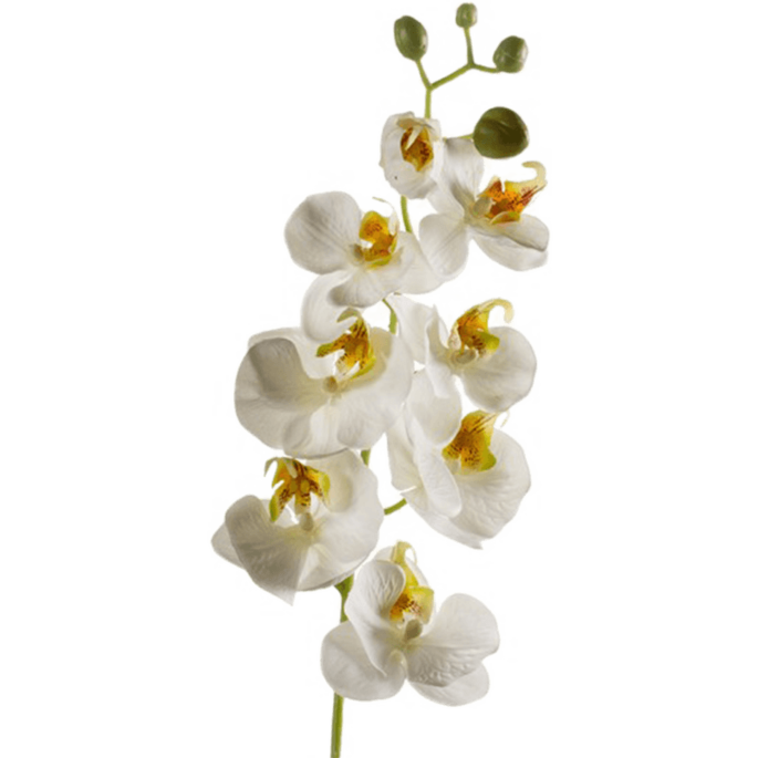 Vlinderorchidee