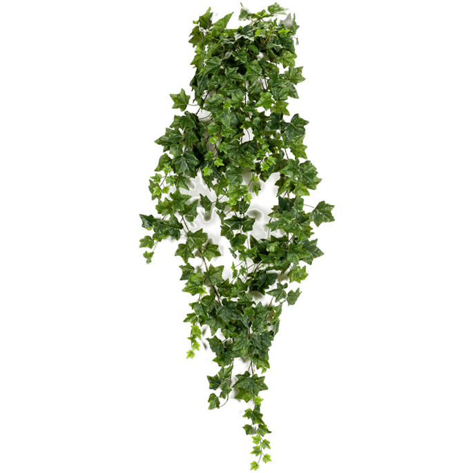 Klimop