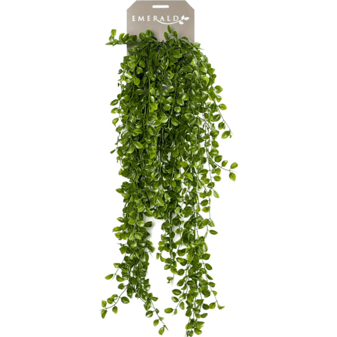 Klimficus