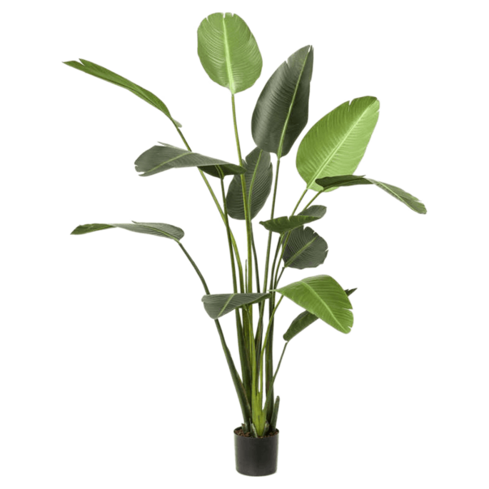 Strelitzia