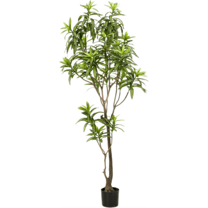 Dracaena