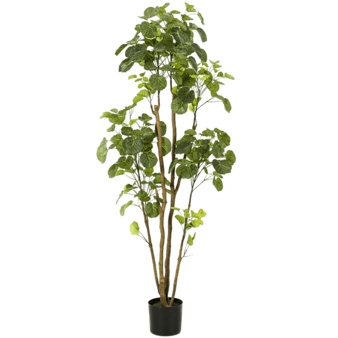 Polyscias