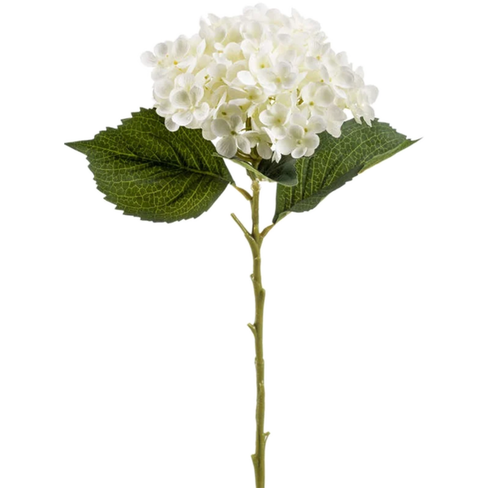 Hydrangea Annabelle