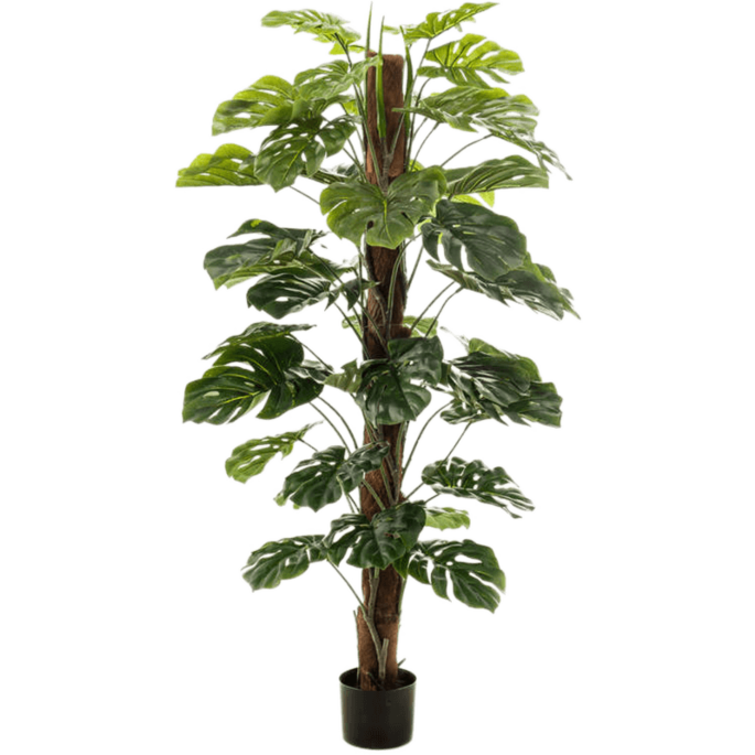Monstera